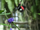 th_flying-butterfly.jpg